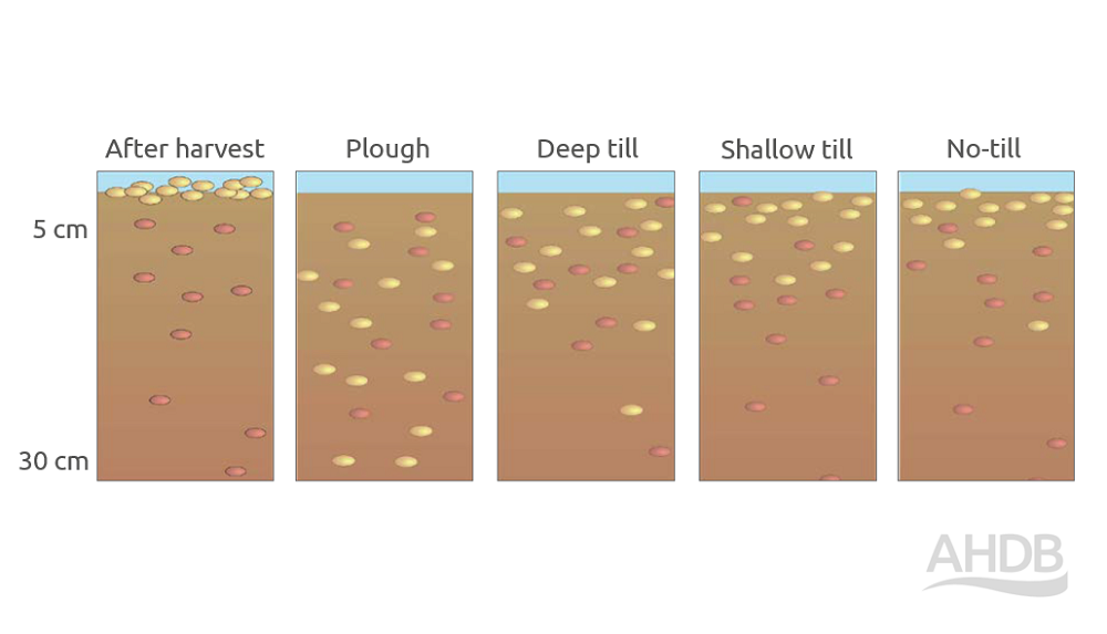 Illustration showing how seed is mixed in the soil by various forms of cultivation